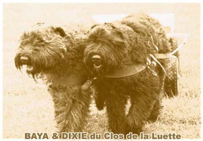 bouvier des flandres et attelage canin - Elevage du Clos de la Luette  -  Copyright depose